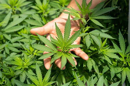 ¿Cuáles son los beneficios del cannabis?