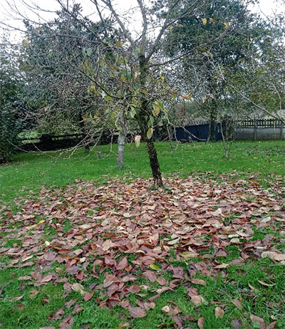 As máxicas danzas da outonía