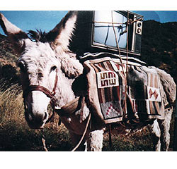 Burros al poder