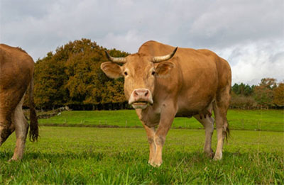A picaresca das axudas europeas agrícolas en Galicia