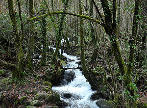 Un paseo polas Fragas do Eume