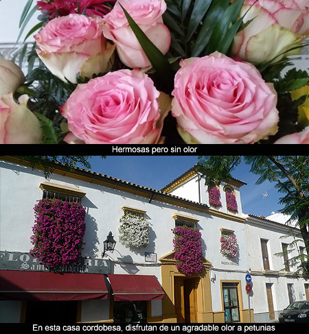 Estas flores no huelen | Valadé del Río, Emilio | Galicia Digital