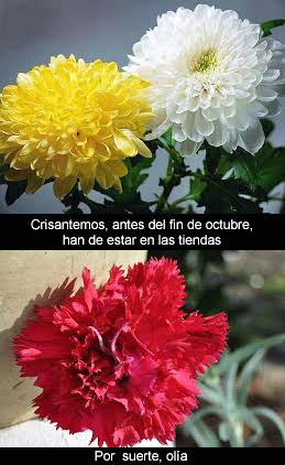 Estas flores no huelen