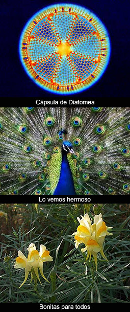 Darwin reflexiona sobre la belleza