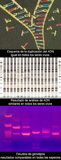 Una hipótesis de Darwin