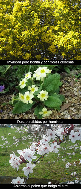 Flores tempranas