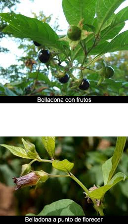 Un nombre en biología: Belladona