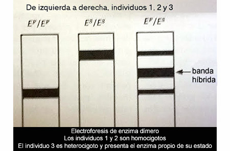 ¿Raza pura?