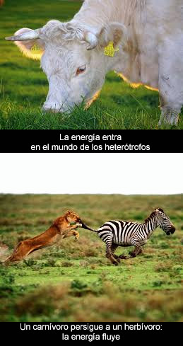 Animales y vegetales