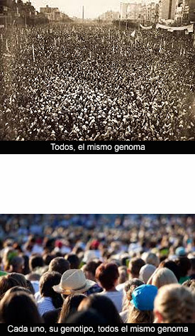 Genoma y genotipo