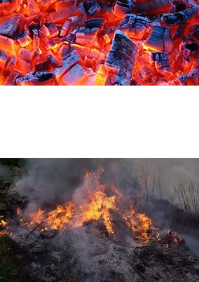 Cuando un bosque se quema