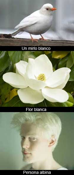 Un mirlo blanco