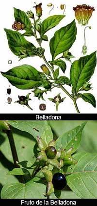 Nombres en biología: Belladona y atropina