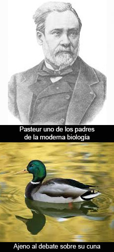 ¿De dónde vienen los patos?