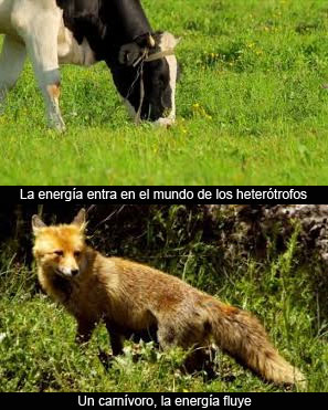 Animales y vegetales