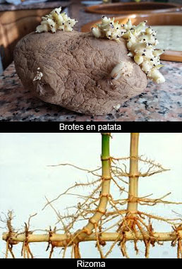 Reproducciones alternativas en vegetales