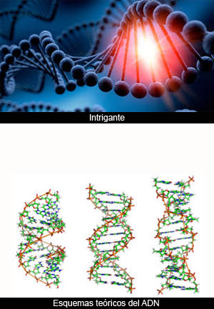Genoma y genotipo