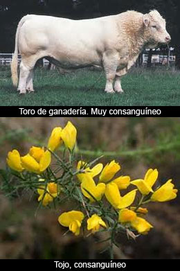 Consanguinidad