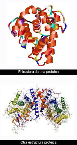 Nombres en biología: Proteína