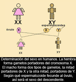 Nombres en biología: Cromosoma X