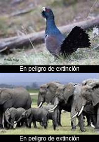 Sobre extinciones