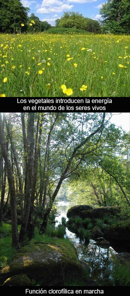 Animales y vegetales