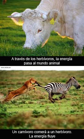 Animales y vegetales