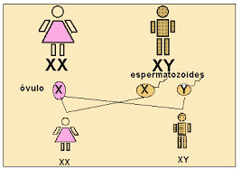 Origen del nombre 'Cromosoma X'