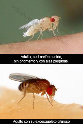 Nombres en biología: 'Drosophila'