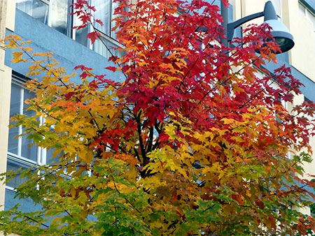 Caducifolios en el otoño lucense