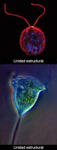 Unidades en biología