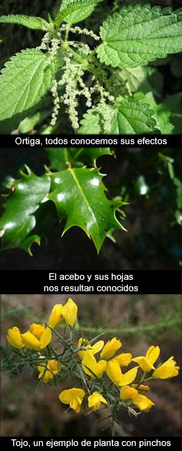 Procesos evolutivos en vegetales