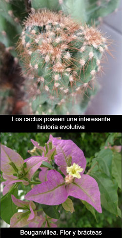 Procesos evolutivos en vegetales