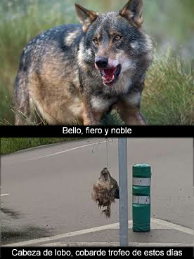 Hermano lobo (1)