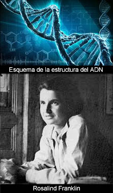 Conociendo al ADN (3)