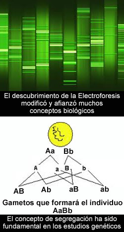 Nuevos datos o afianzamiento de conceptos