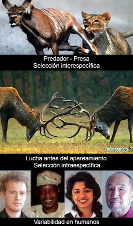 ¿Por qué evolución?