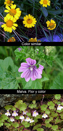 Color y selección natural