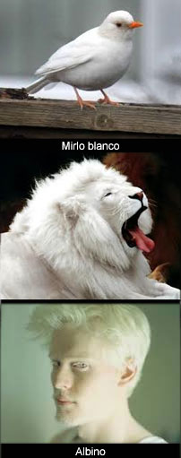 Un mirlo blanco