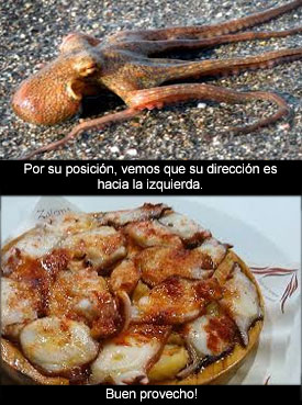 Pulpo de río (Octopus potamodromus)