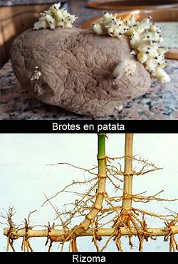 Reproducciones alternativas en vegetales