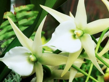 Las orquideas de Luna