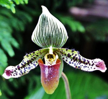 Las orquideas de Luna