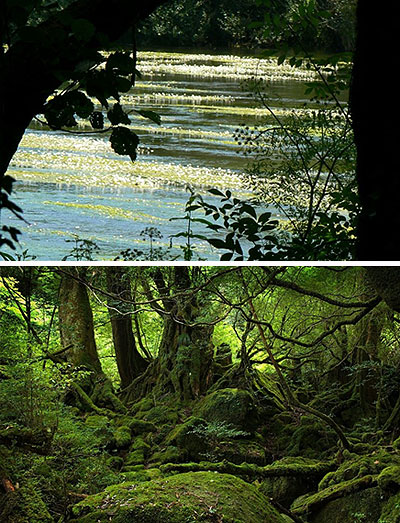 El Bosque Animado Galicia Digital