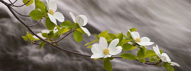 La primavera no florece para todos