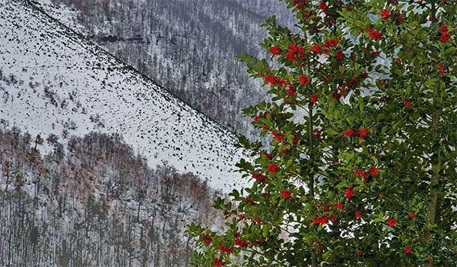 Os bosques que sandan