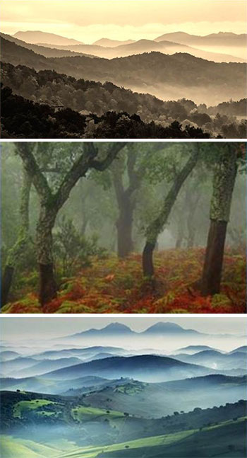 Sola entre la niebla