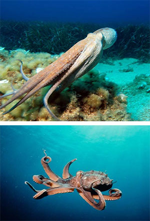 El pulpo, embajador de Galicia