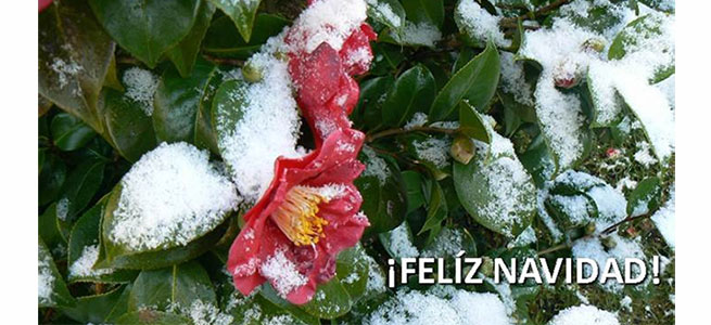 Navidad en la Tierra nica