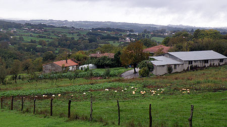 O Carballo de Cabreiros